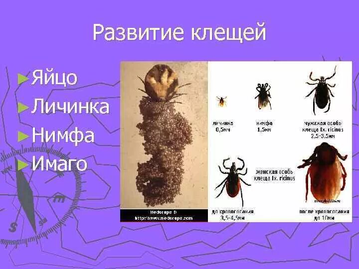 Названия стадий между личинкой и нимфой. Названия стадий между личинкой и нимфой