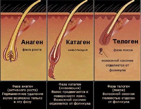 Почему волосы растут до определенной длины