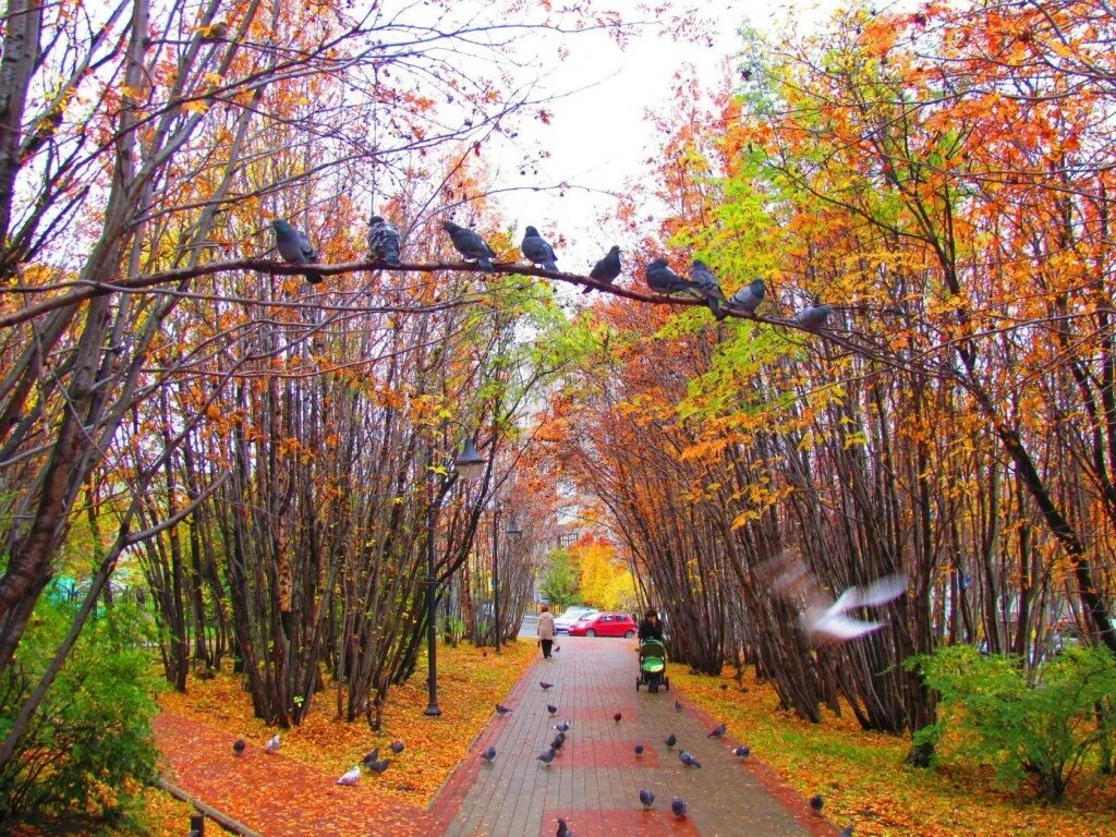 Осенняя аллея. Ржев осень. Осенний Мурманск. Ухоженная аллея.