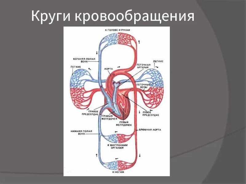 Круги кровообращения. Круги кровообращения таблица. Большой круг кровообращения таблица. Круги кровообращения человека без подписей.