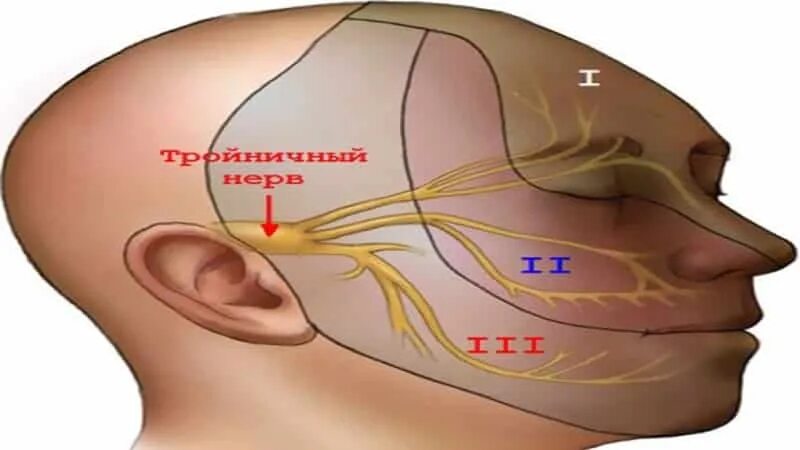 Нервы на лбу. 1 И 2 ветвь тройничного нерва. Глазной нерв 1 ветвь тройничного нерва. Nervus infratrochlearis. Зоны иннервации тройничного нерва.