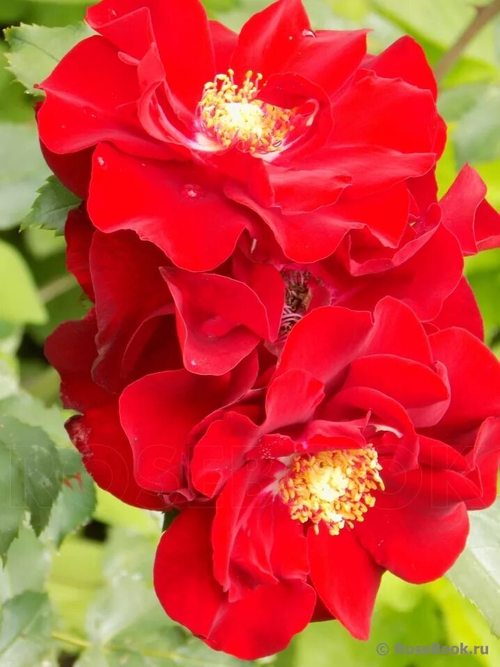 ротер корсар энциклопедия. роза ротер корсар энциклопедия. роза плетистая ротер корсар. ротер корсар энциклопедия. ротер корсар (roter korsar) обрезка.