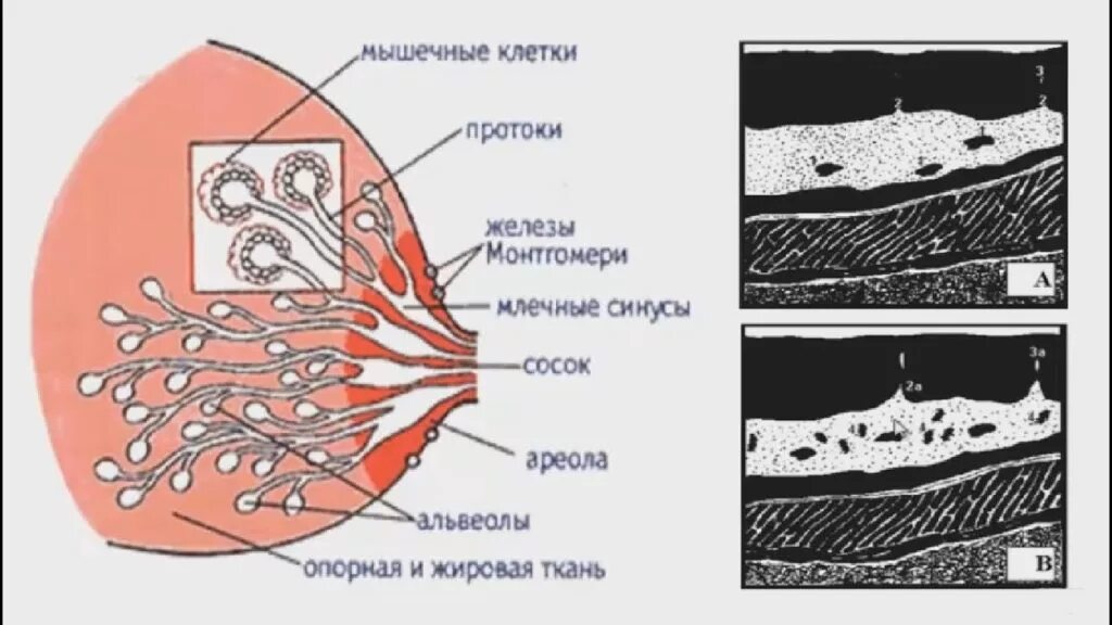 Млечные железы функции. Ультразвуковая анатомия молочных желез. Анатомия молочной железы. УЗИ анатомия молочных желез. Строение молочной железы анатомия.