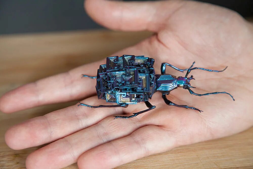 жук риноцерус. ископаемые жуки. майский жук листоед. жужелица бомбардир. бронзовик жук синий.