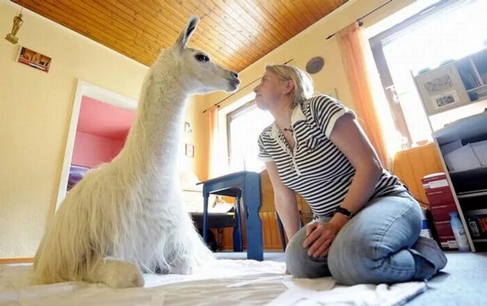 Капибара кэтлин роуз. Домашние питомцы для детей. Самые необычные домашние питомцы. Домашние жирафы. Многодрмашних животных.