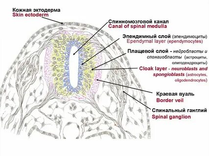 Нервная эктодерма