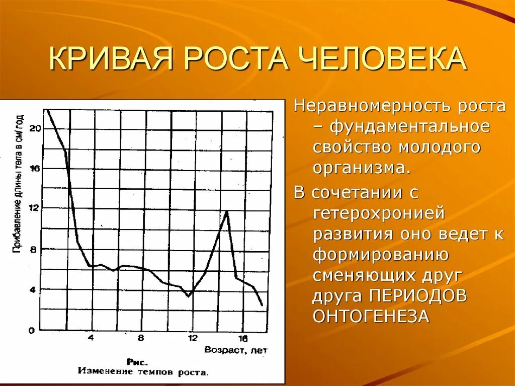 Изменение скорости роста. Кривая роста человека. Характеристика Кривой роста человека. Неравномерность роста. Кривая изменения роста человеческого.