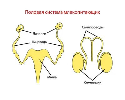 Система органов размножения животных