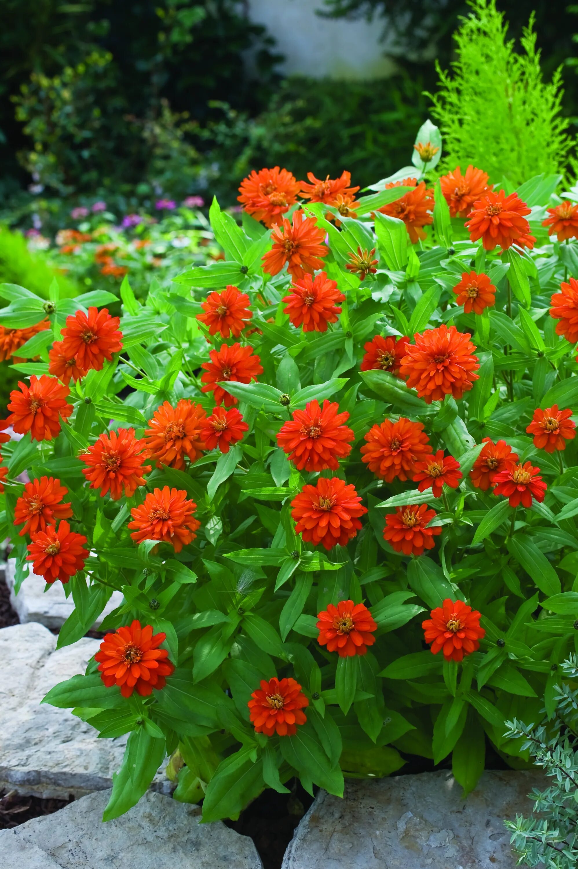 Fall Colors For Your Home - Shasta Landscaping