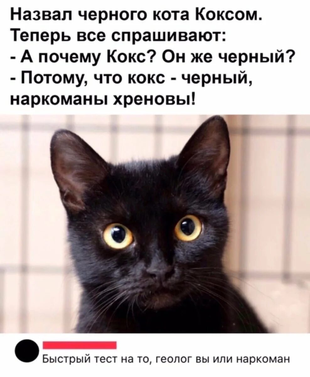 Клички для черный котов. Имена для черных котов. Имена для чёрных котиков. Необычное имя для черного кота. Почему кошку зовут кошку