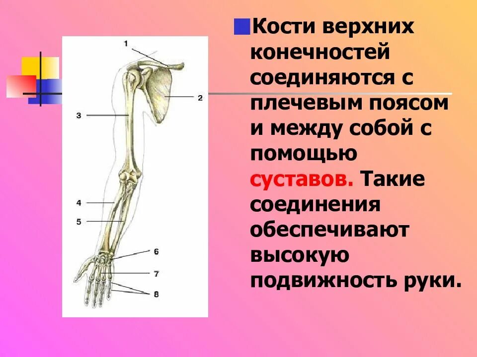 Пояс верхних конечностей. Кости верхней конечности.. Соединение костей свободной верхней конечности. Кости пояса верхней конечности человека анатомия. Плечевой пояс и скелет верхних конечностей. Скелет верхних конечностей скелет плечевого пояса