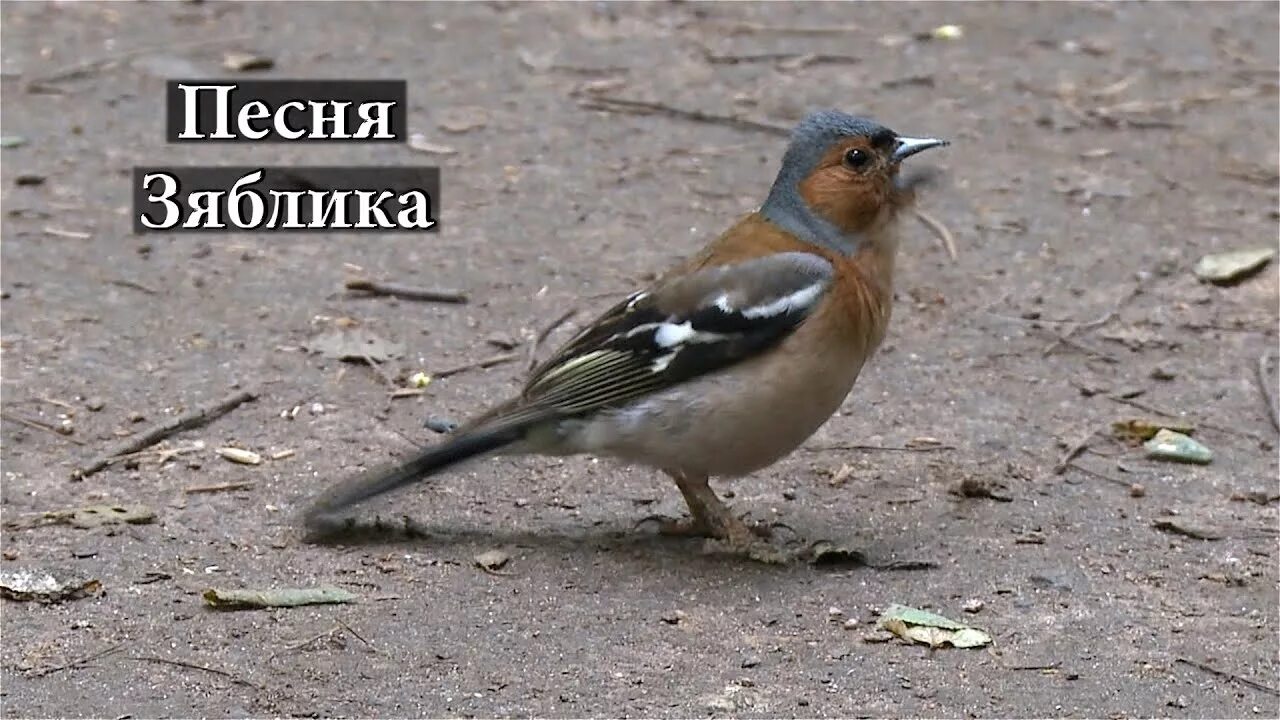 Зяблик рюмит. Песня зяблика. Обыкновенный зяблик пение. Гульдовский зяблик. Песня зяблика.