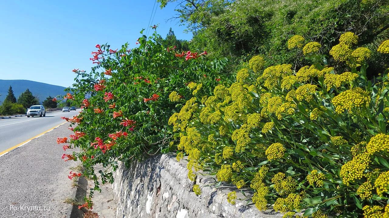 Растительный мир Крыма Крыма кустарники. Кустарники Южного берега Крыма. Володушка Крым. Вечнозелёные цветущие растения Крыма. Севастополь куплю растения