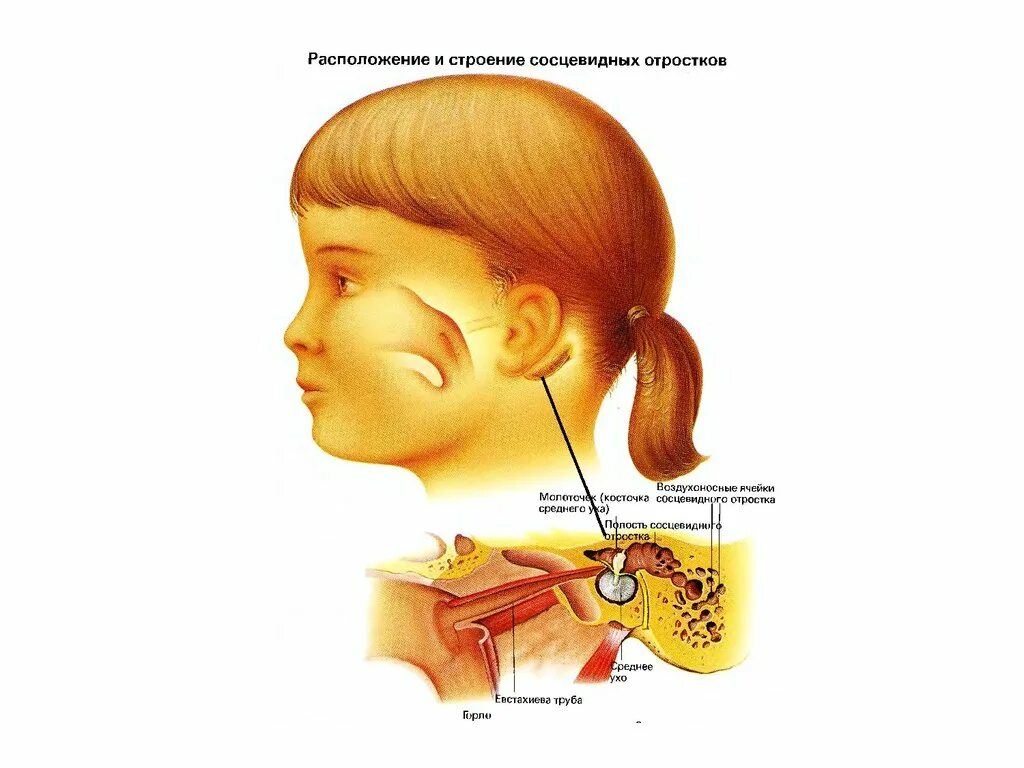 Лор органы у детей. Сосцевидный отросток ухо. Анатомия уха и сосцевидного отростка. Сосцевидный отросток в ухе расположен. Сосцевидный отросток расположен.