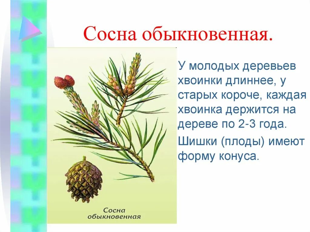 Сосна обыкновенная габитус. Сосна Кедровая Сибирская стробилы. Хвоинки Сибирская сосна и у обыкновенной. Сосна обыкновенная 2 хвоинки.