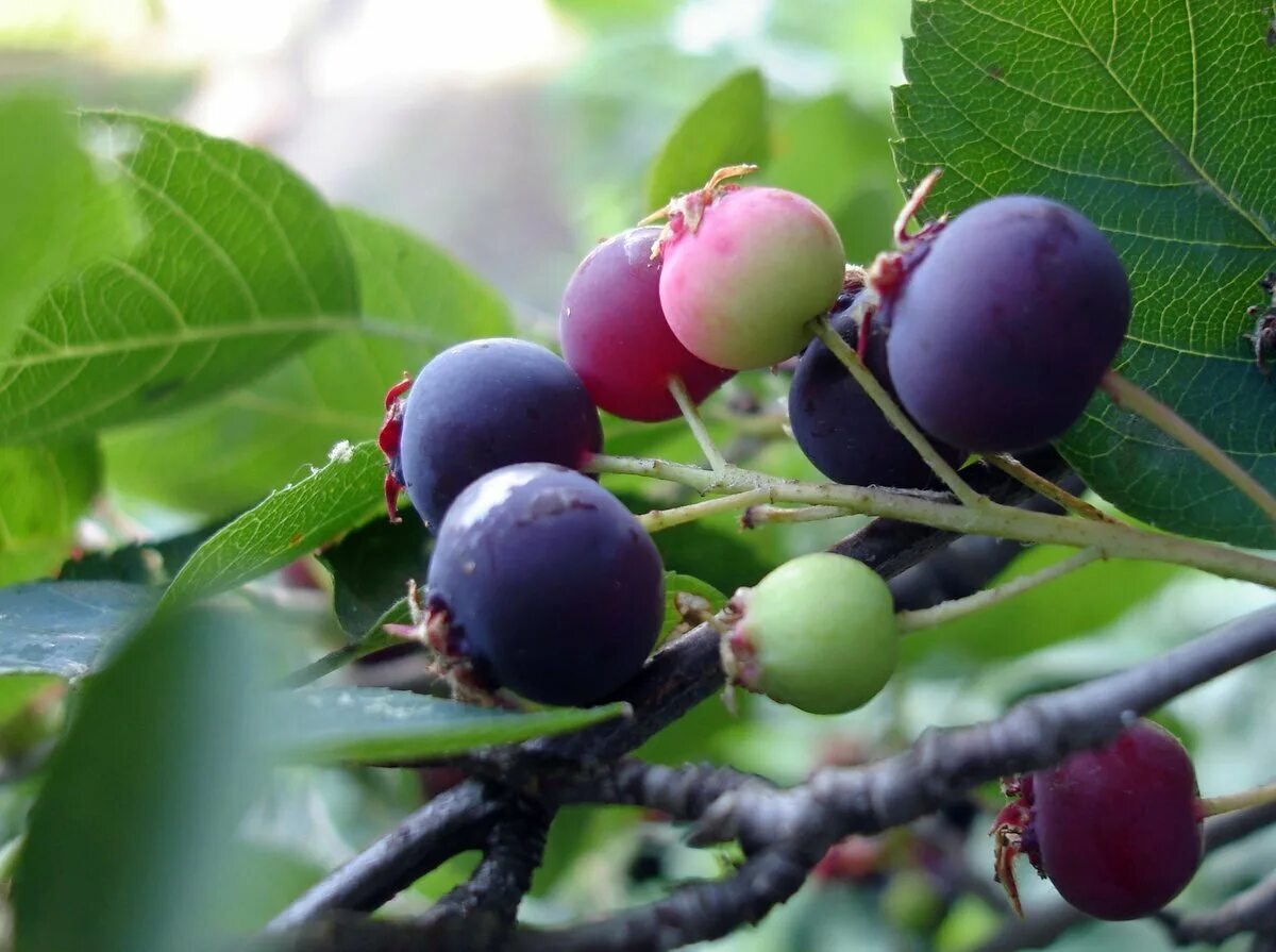 Саподилла дерево. Слива китайская скороплодная. Экзотическая ягода личи. Алыча царская. Волгоградские персики.