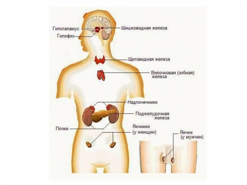 Мужские эндокринные железы. Где находятся надпочечники у мужчин. Гормональная система. Эндокринная система человека гормоны.