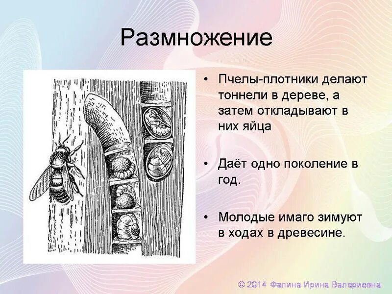 Процесс размножения пчел. Размножение пчел. пчела медоносная размножение. пчела медоносная размножение способ и форма. схема размножения пчелиной семьи.
