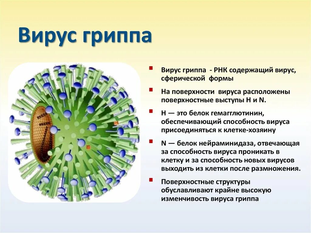 Вирус гриппа. Вирус и трип. Клетка вируса гриппа. Фотография вируса гриппа. Коронавирус какие штаммы