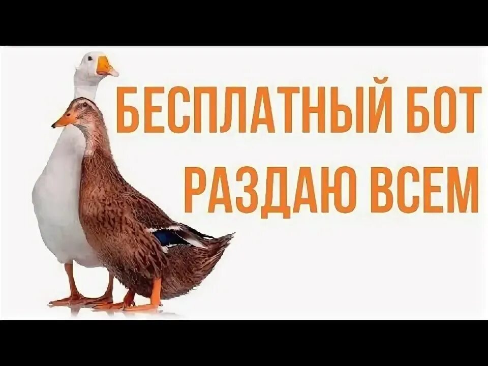 Бот раздающий. Бот раздающий
