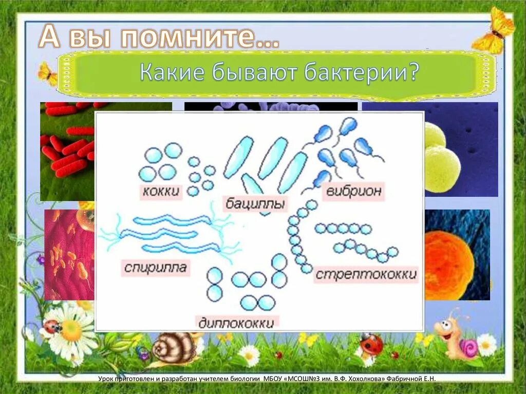 Название бактерий список 5 класс. Какие бывают бактерии. какие виды бактерий бывают. какие бывают бактерии биология. какие бывают бактерии названия.