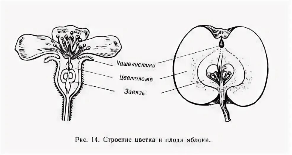 Рассмотрите изображение яблони и выполните. Строение плодов яблони. плод яблони схема. строение тычинки цветка яблони. строение плода яблони.