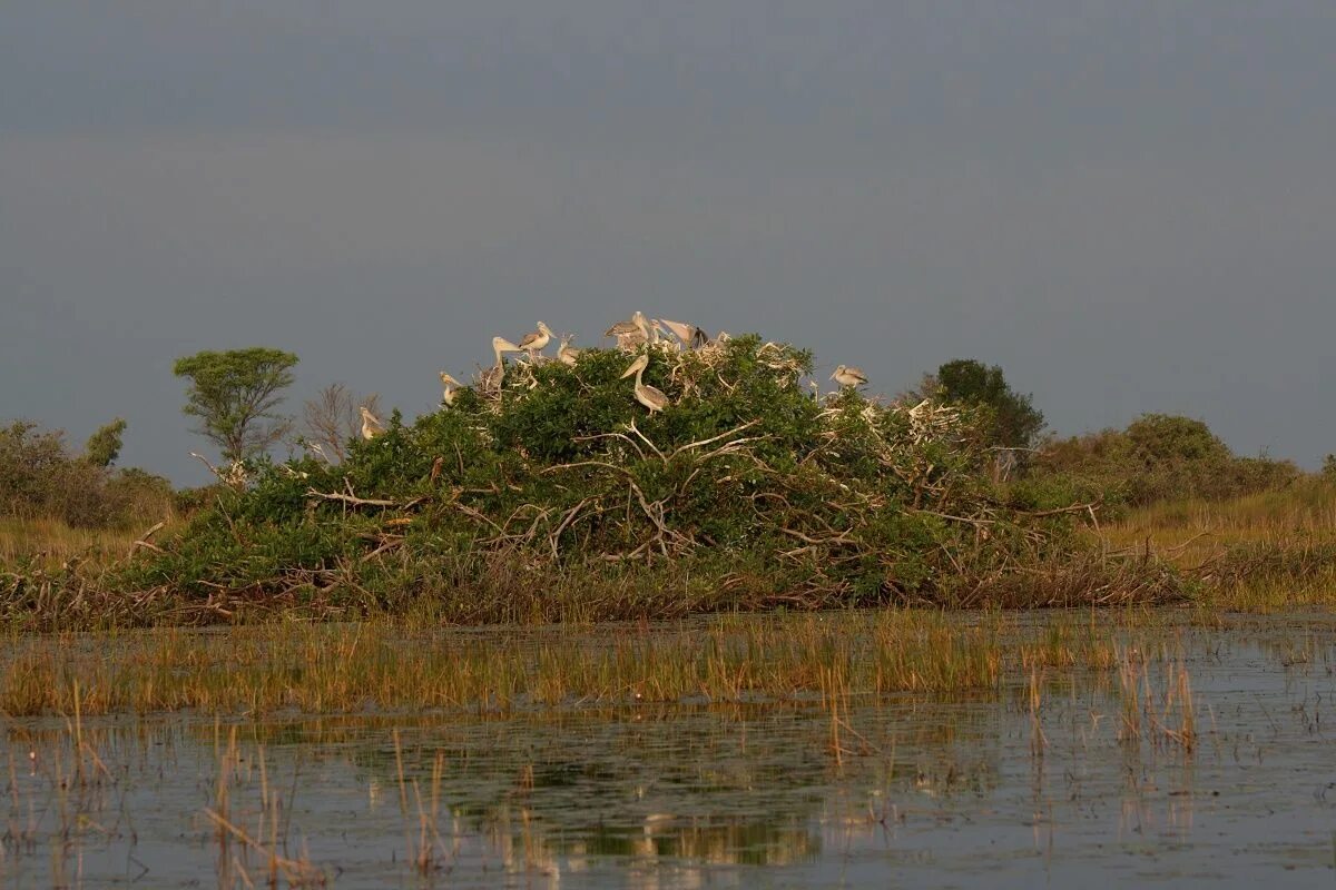 Okavango полный привод. Дельта Окаванго Африка. Болота Окаванго. Южная Африка Окаванго. Растения в дельте Окаванго.