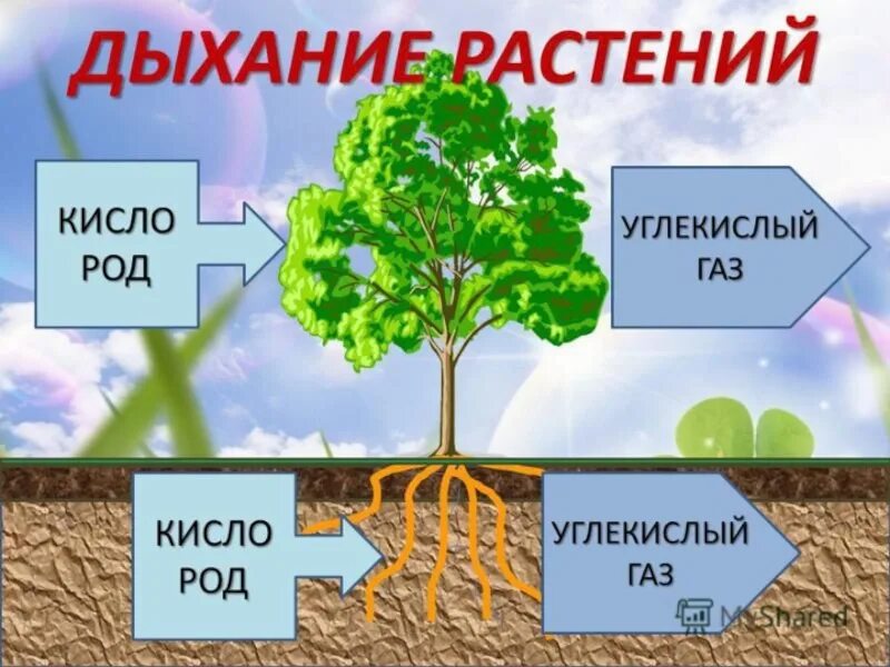 В результате дыхания растений выделяется. Схема по дыханию 6 класс биология. Дыхание растений. Дыхание растений 6 класс. Процесс дыхания и питания растений.