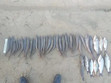 2 рыбака поймали 36 рыб первый