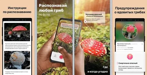 Приложение распознающее грибы