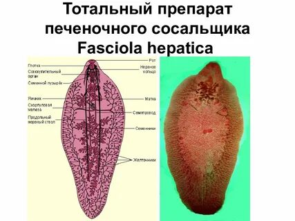 Строение сосальщика