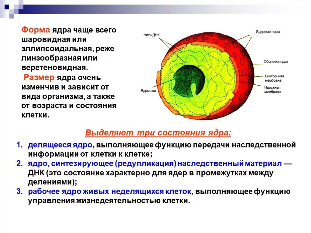 Размер ядра клетки. Размеры клеточного ядра. Строение ядра клетки. Диаметр ядра клетки. Клетки имеющие два ядра