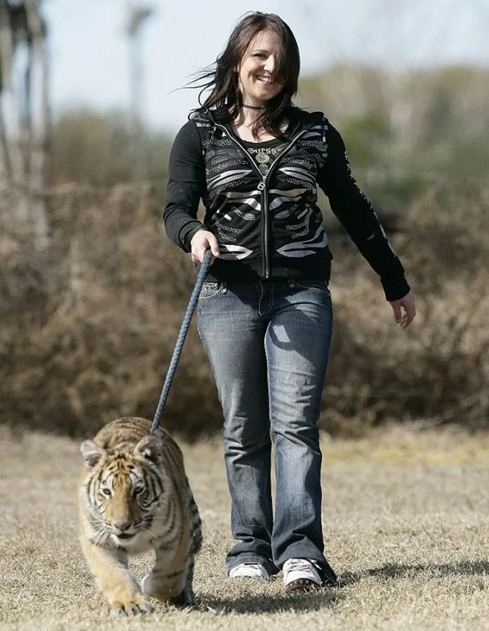 Тигр и девушка. Женщина с тигром на поводке. Красивая девушка с тигром. Тигр на поводке. Велотигр
