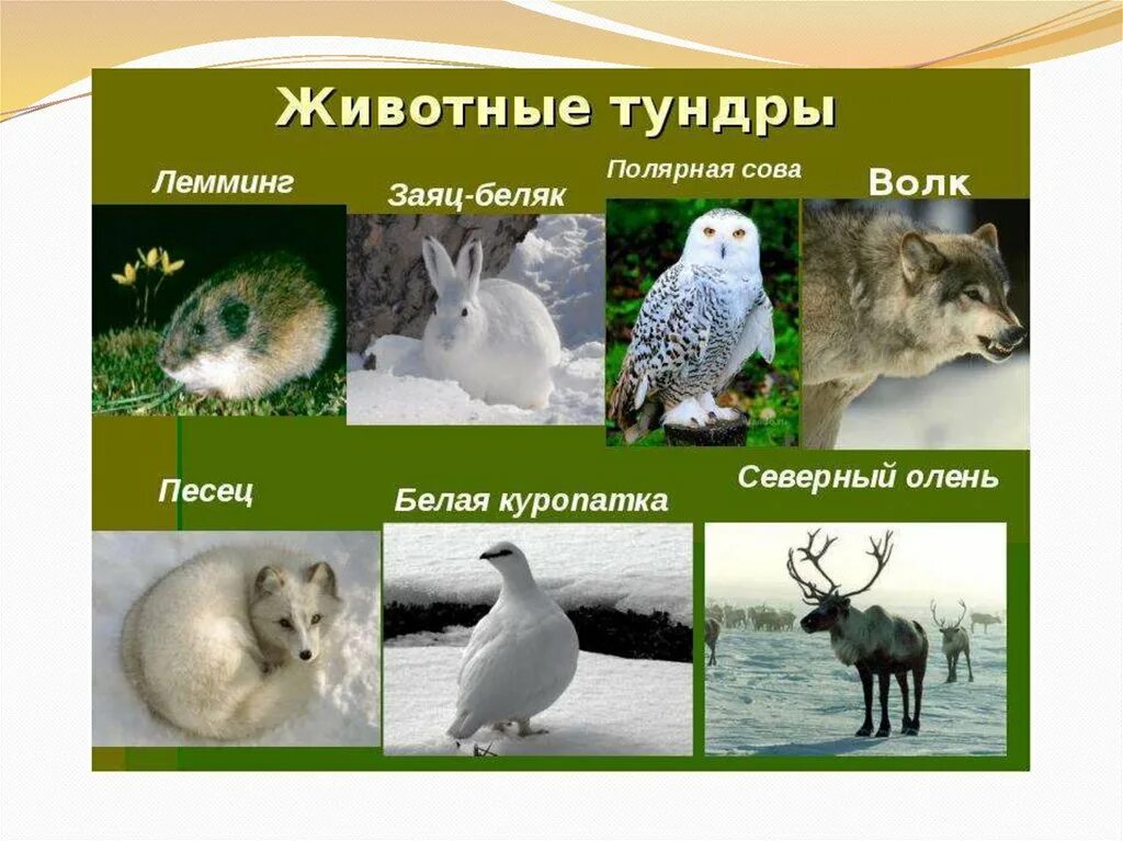 Арктические пустыни песец. Белый волк тотем. Цепочка питания песца. Тундровый песец. Полярная сова в тундре.