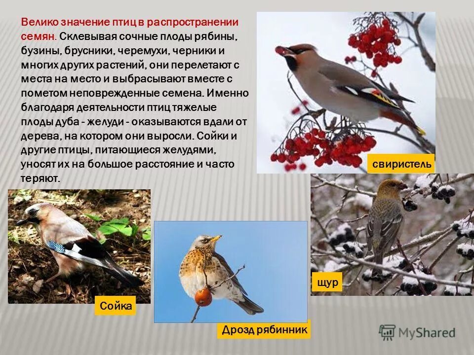 певчие птицы молдавии. птицы распространены. сойка птица ест желуди. птицы распространены. птицы питаются плодами.