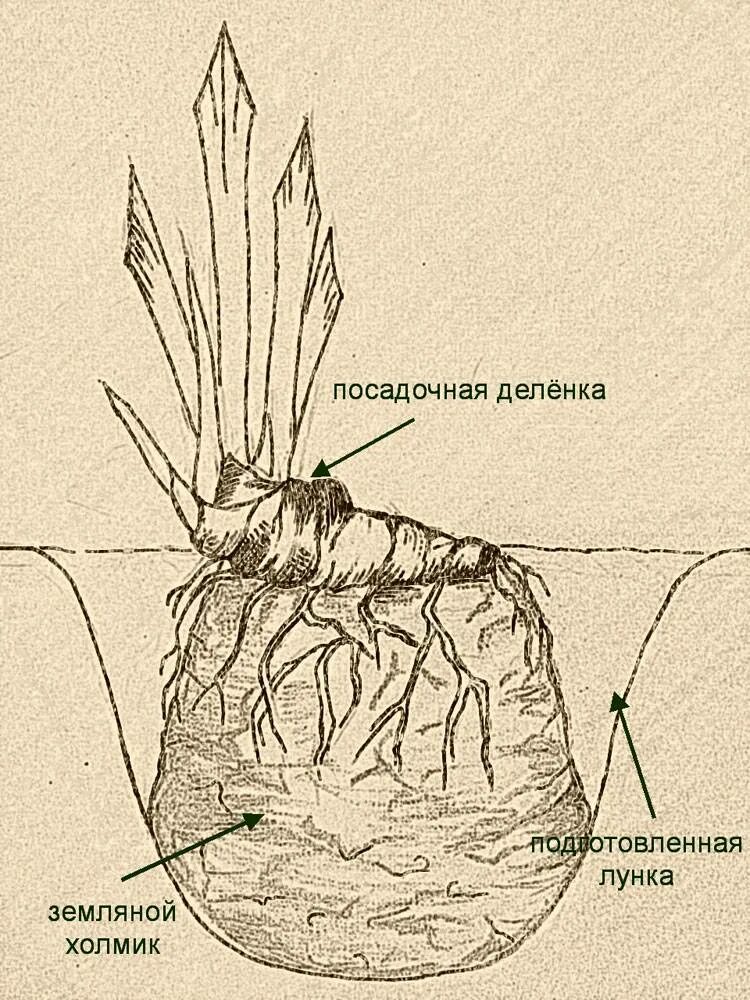 Ирис бородатый посадка. Ирис бородатый клубни. Посадка корневища ириса. Ирисы корневищные посадка. Посадка ирисов осенью в открытый грунт.