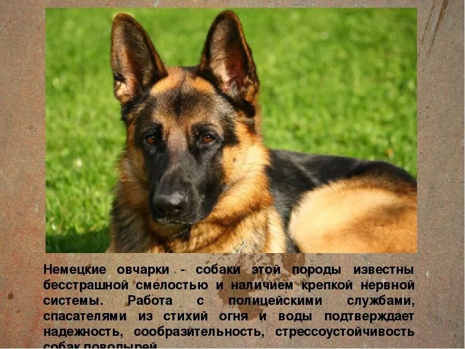 Немецкая овчарка описание породы