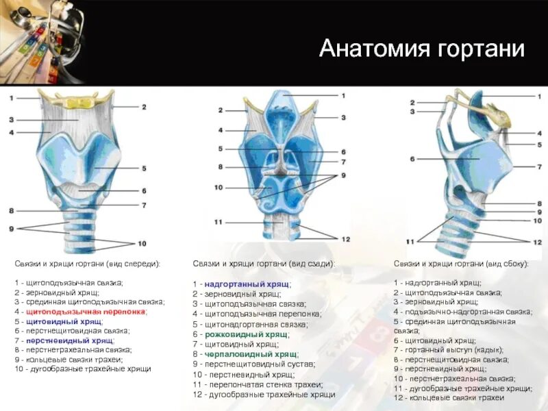 3 хряща гортани. Гортань строение анатомия хрящи. Гортань вид спереди анатомия. Строение щитовидного хряща гортани.