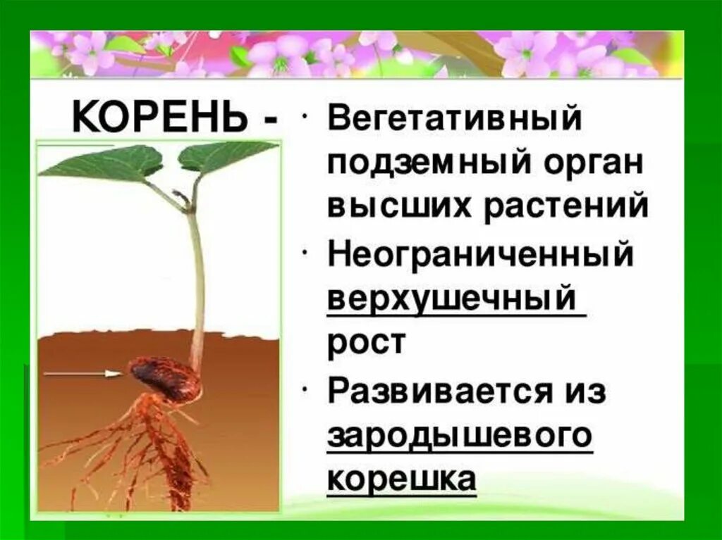 Появление вегетативных органов появление семени. Органы растений корень. Корень вегетативный орган растения. Корень как вегетативный орган. Корень биология 6 класс.