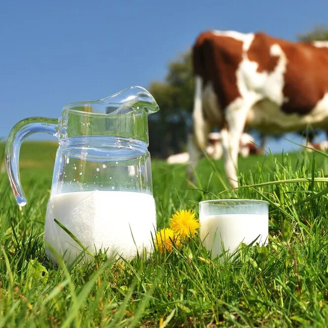 Реализуем молоко. Молоко. Корова молоко. Молоко домашнее. Домашниемолочный продукты.