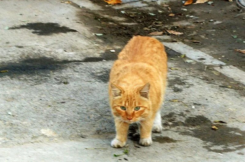 Кот переходит дорогу. Лиса на дороге. Примета перебежала рыжая. Кошка на дороге. Рыжий кот в доме приметы.