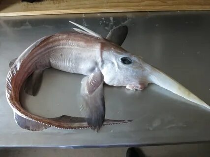 Рыбу морская химера