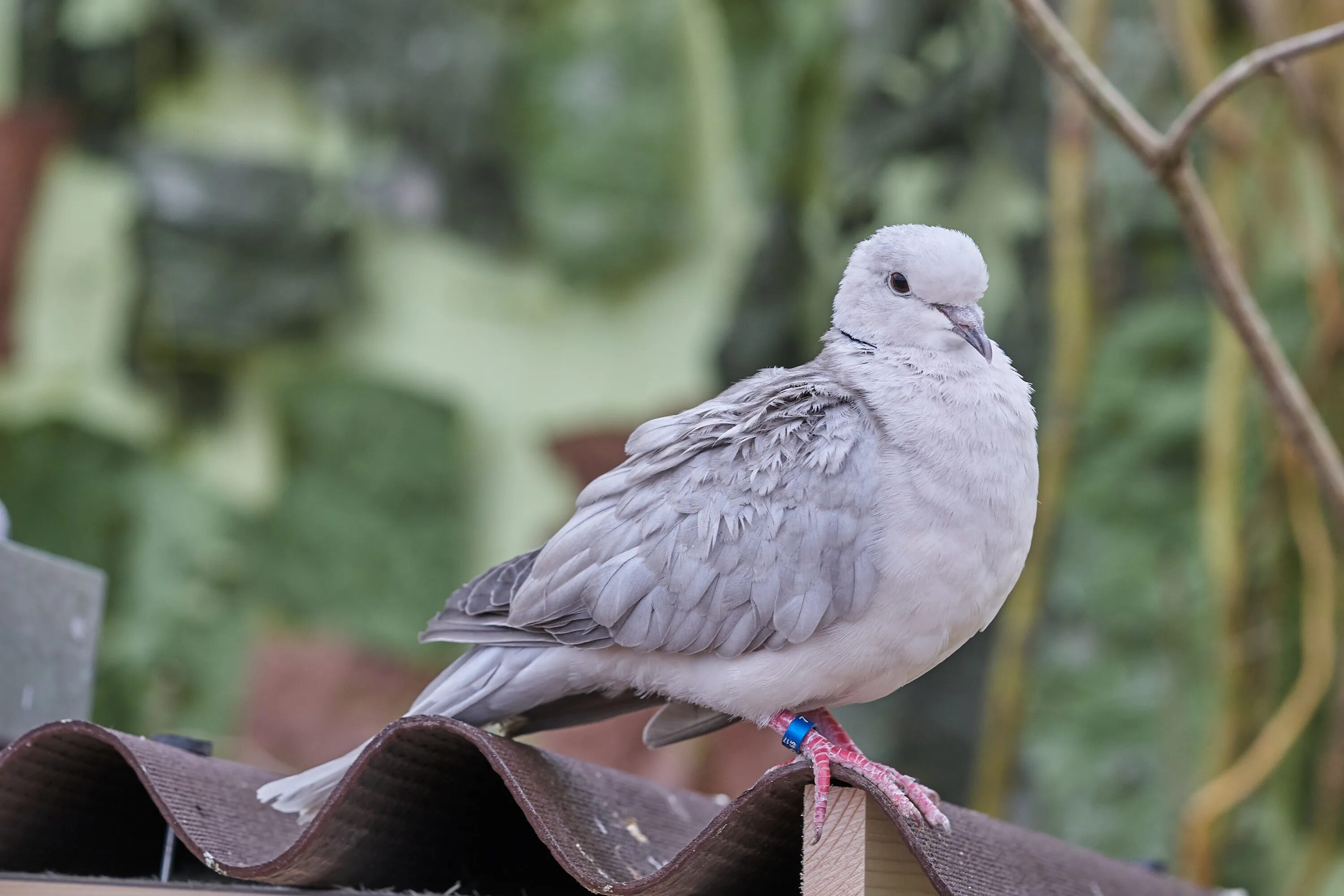 Дикий голубь Горлица. Гренадский голубь. Птица похожая на голубя. Белая птица похожая на голубя. Как называется птица похожая на голубя