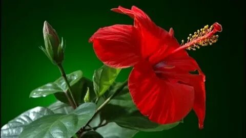 Ұзын шашты брюнетка ит стилін қараңыз