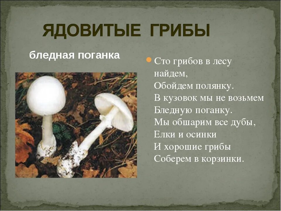 Почему грибы опасны. Бледная поганка гриб. Ядовитый Лесной гриб бледная поганка. Ядовитые грибы мухомор поганка. Бледная поганка группа грибов.