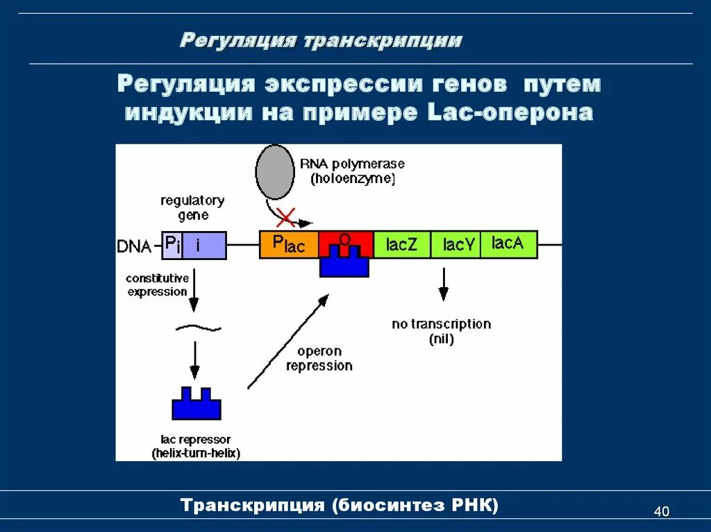 Экспрессия прокариот