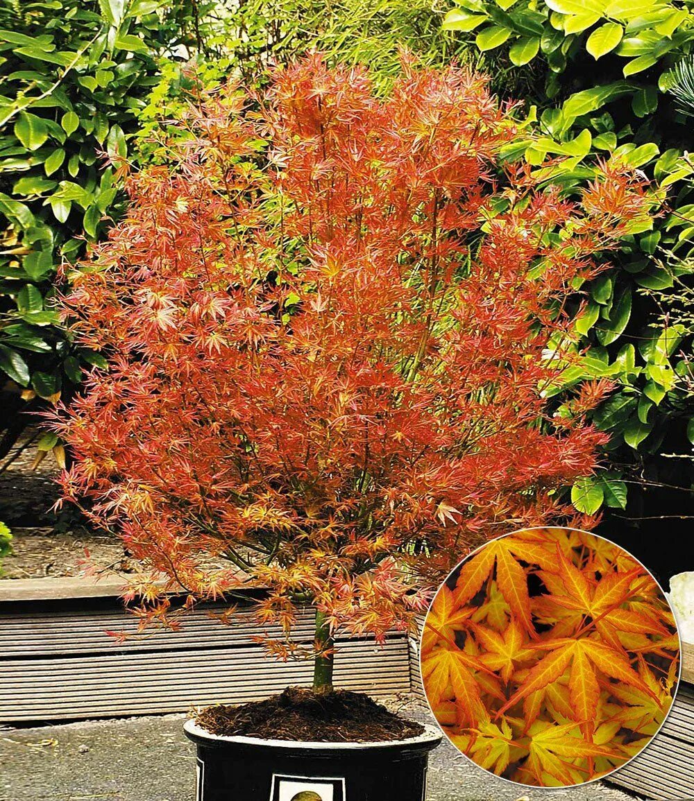 Acer palmatum wilson's pink dwarf. Клен wilson's pink dwarf. Acer palmatum wilson's pink dwarf. Клен пальмолистный вильсон пинк. Клен пальмолистный вильсон пинк дварф.