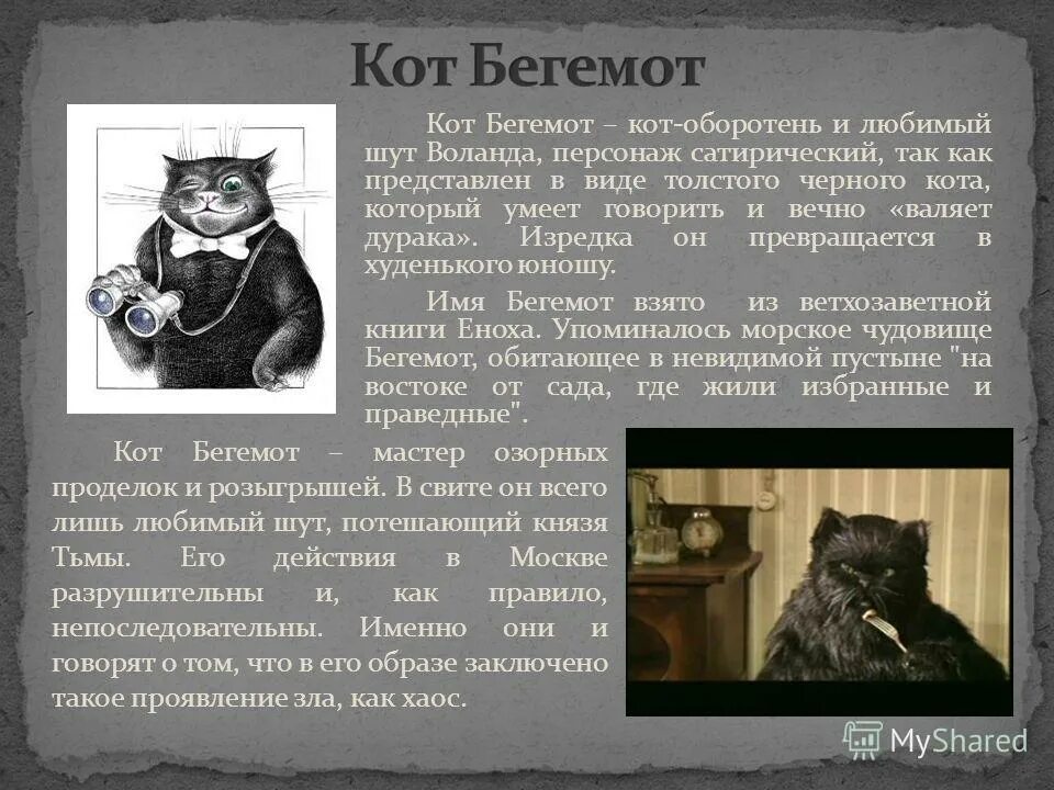 Котик бегемотик