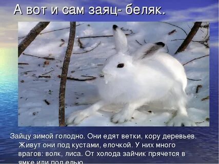 Сезонные изменения в жизни зайца