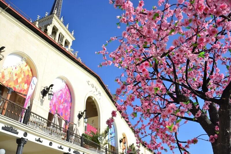 сакура в дендрарии сочи. сакура махровая. сочи дендрарий аллея сакур. цветение сакуры в сочи. когда цветет сакура в сочи.